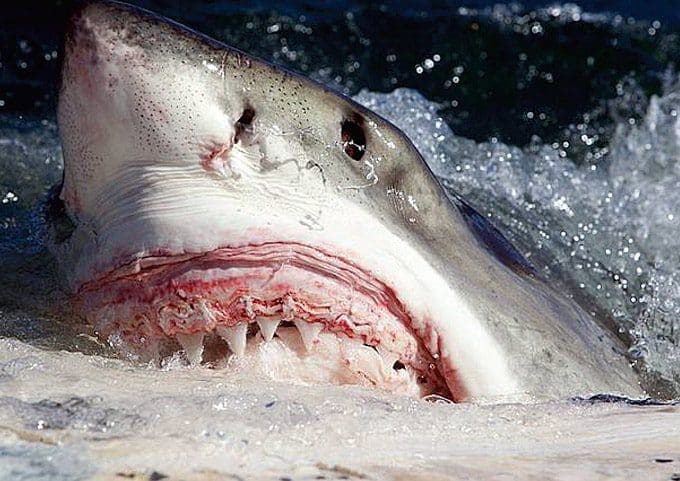 The Shark Week Phenomena & Why Sharks are Vital to Our Ecosystem