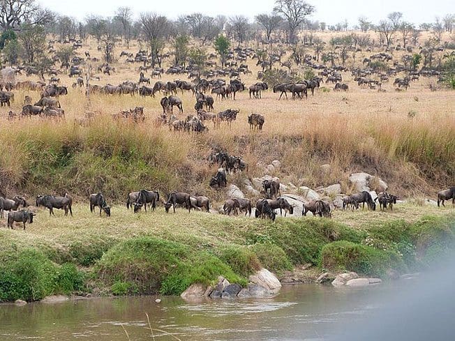 South Africa vs Kenya: Which African destination should you visit?