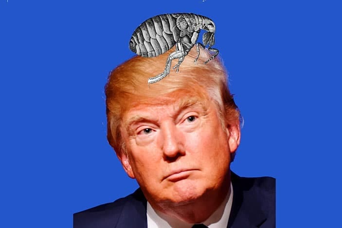 Hi I’m Tony – the flea that lives in the hair of Donald Trump