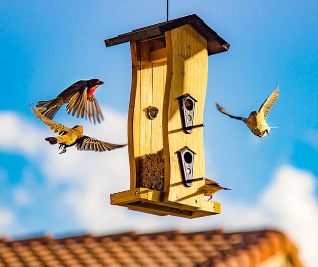 Make your garden attractive to wildlife this winter