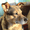 rescue dog