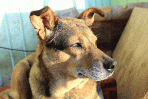 rescue dog