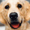 homes for pets