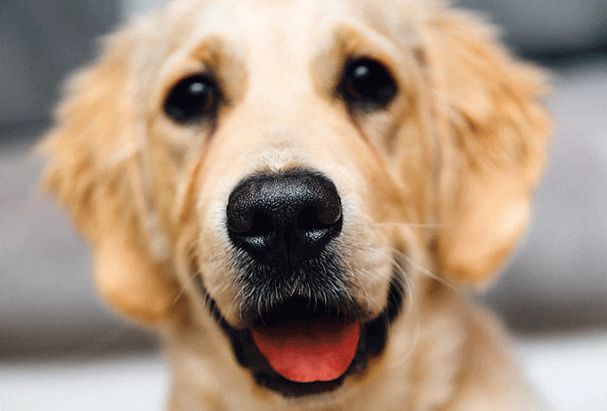 How to help your new rescue dog settle in