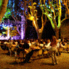 festival planner