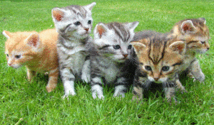 pet care