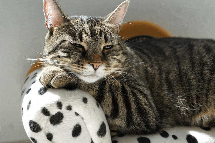 Could cannabis supplements help your pets?