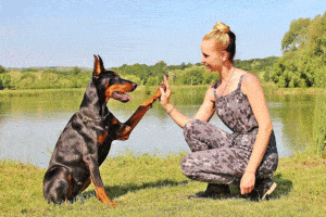 train your dog