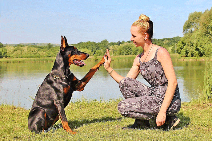 Smart electronic gadgets to help train your dog