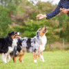 electronic dog gadgets