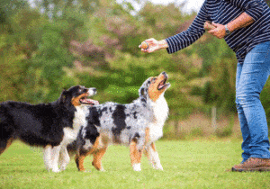 electronic dog gadgets