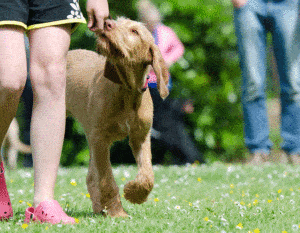 dog trick