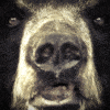 bear farming