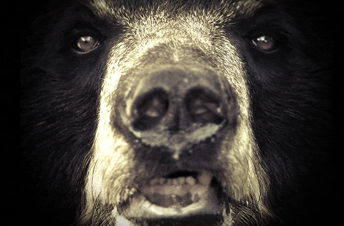 How to stop the cruel practice of bear bile farming