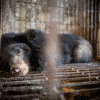 protect bears
