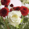 roses gift