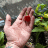 Small vegetable garden