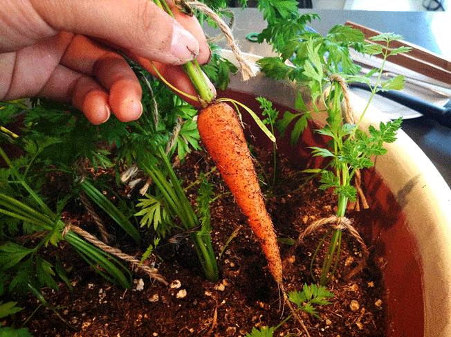 Small vegetable garden – how to make the most of your space