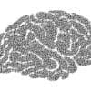 digital brain