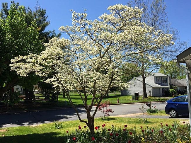 5 realities for young families looking to move to Northern Virginia