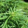 CBD help with anxiety