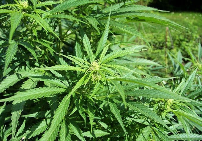 How can CBD help with anxiety?