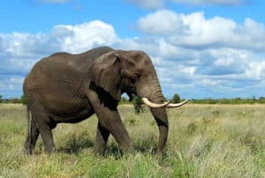 visit in South Africa