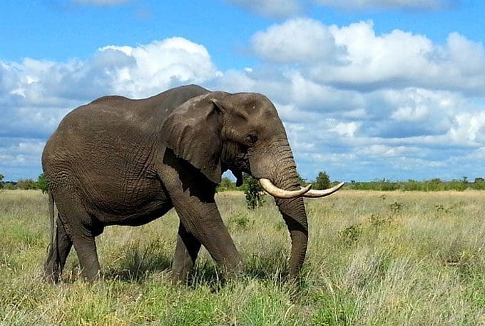 visit in South Africa