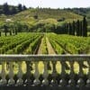vineyard