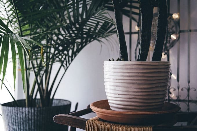 Winter wilderness: 5 ways to tame this trend for your own home