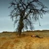 Nuri Bilge Ceylan