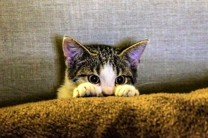 pet cat