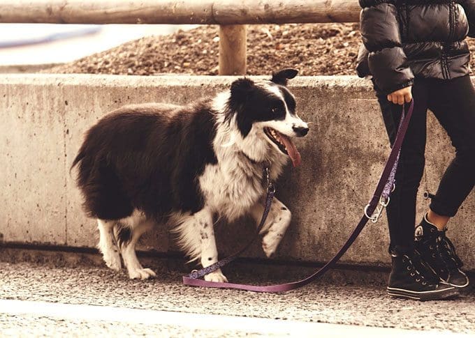 What to expect when getting a rescue dog