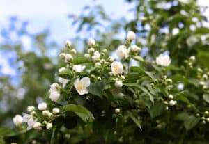scent types