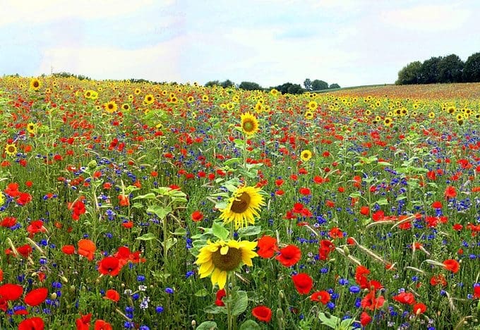 10 amazing facts about flowers