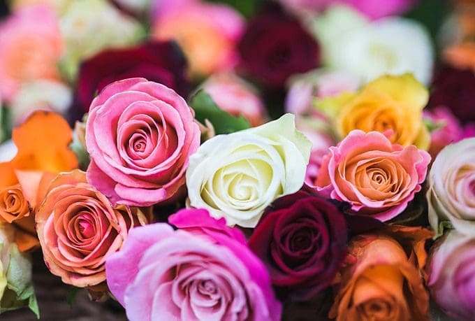 flower facts
