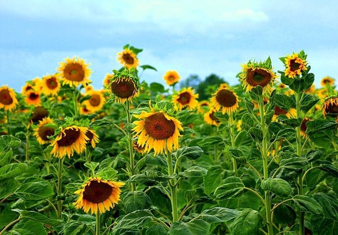 flower power