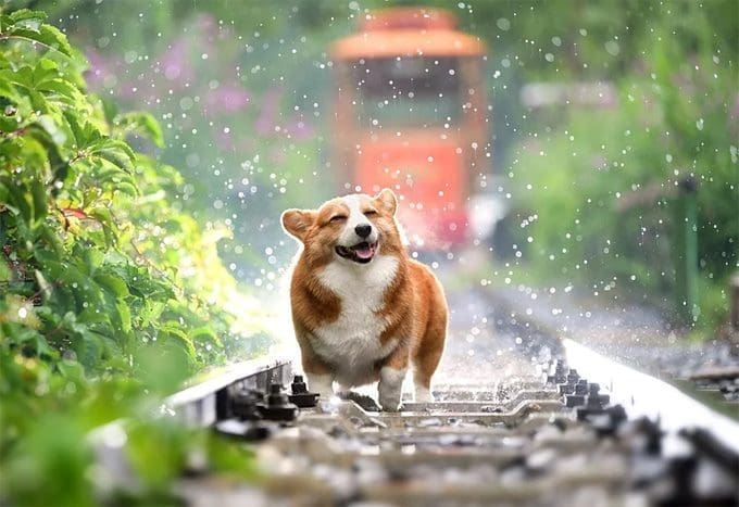 Understanding common dog behaviors