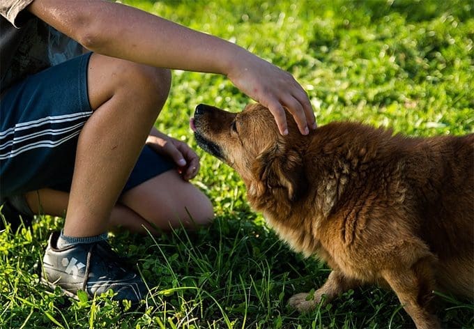 Understanding dog behavior