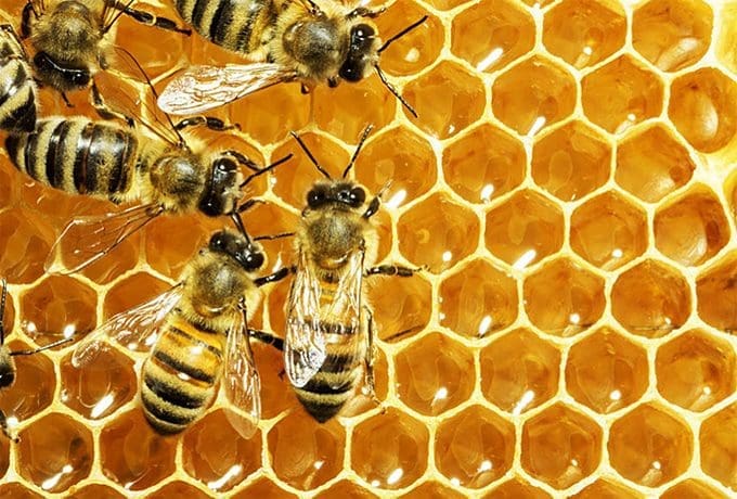 Honey-based products you need to know about