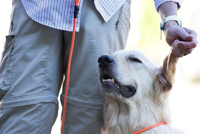 Requirements for having a service animal