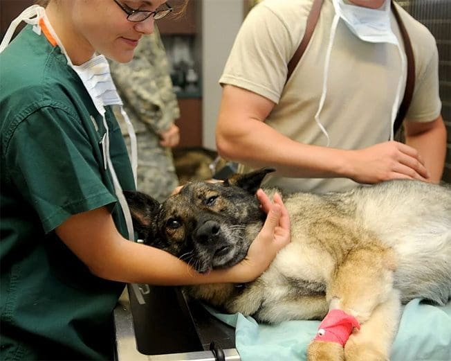 responsible dog tips