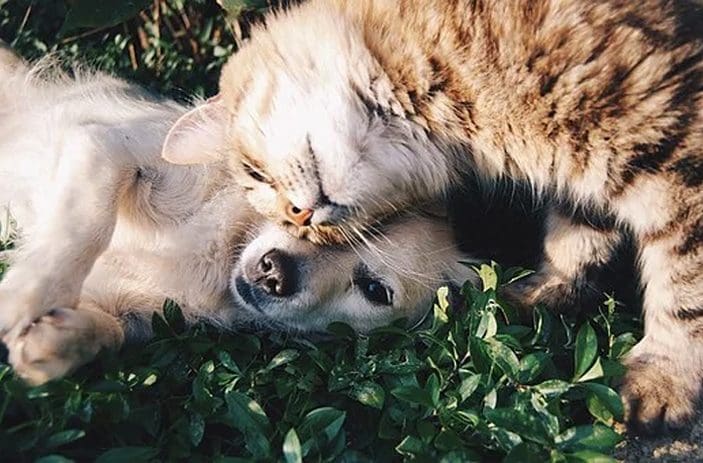 Things to keep in mind before adopting a pet