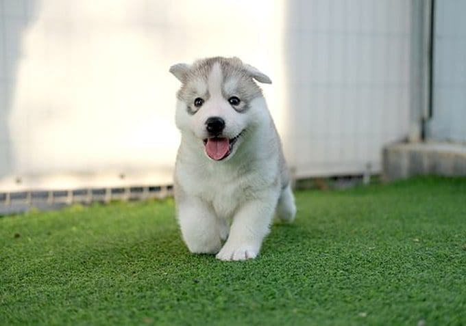 Animals That Shed