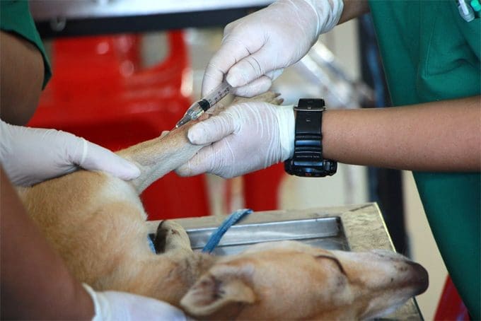 Why Looking After Your Pets Health is So Important
