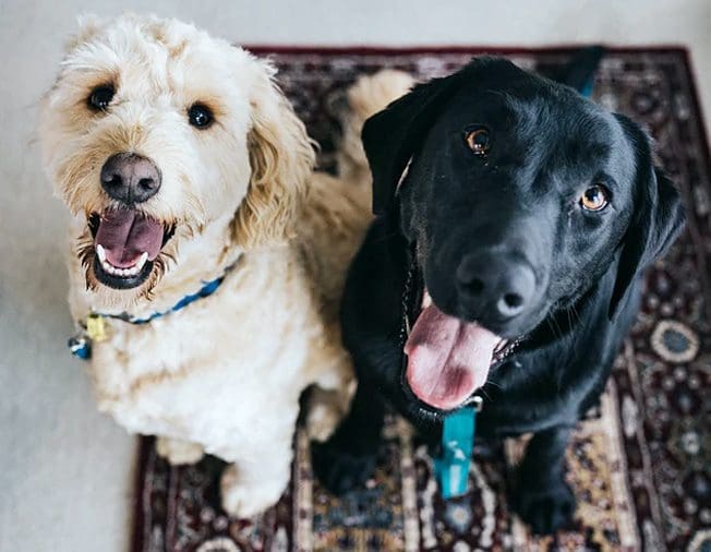 Pets: A Simple Guide to Improve Your Pets Health