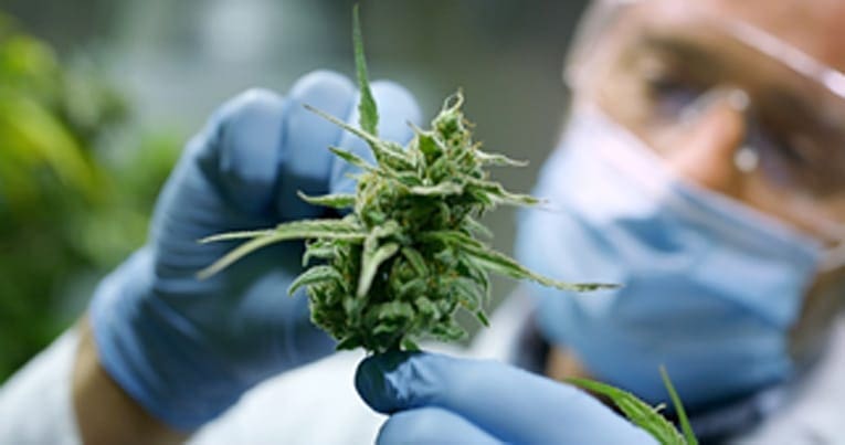 Other Cannabinoids