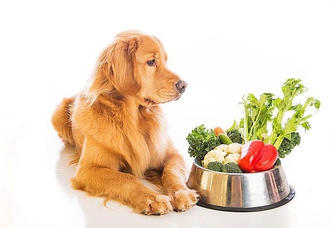 cbd pets