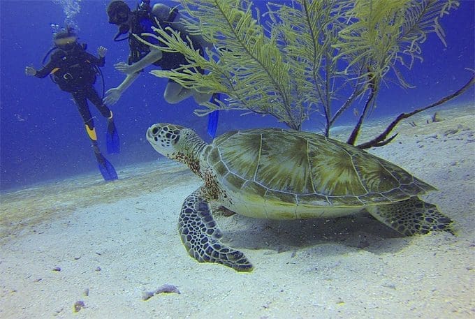 Popular Places for your First Deep Blue Sea Diving