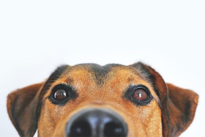 Guide When Choosing the Right Dog Breed for Your Family